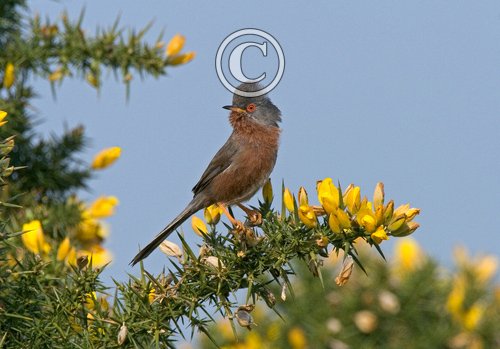 Dartford Warbler DM0204